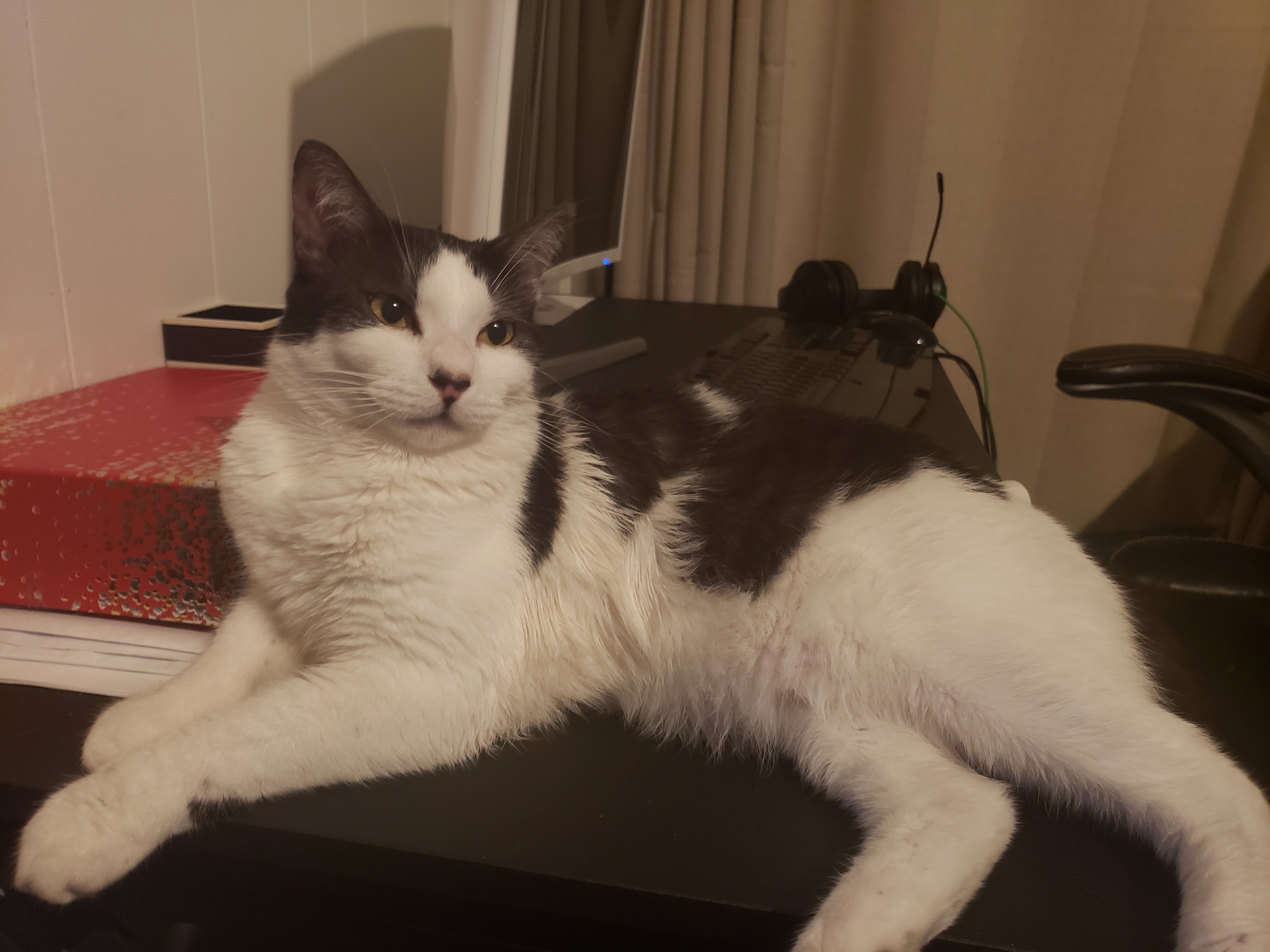 A black and white cat laying on a desk